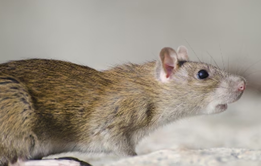 Pest Habits & Lifecycle: Understanding the Root of Infestations