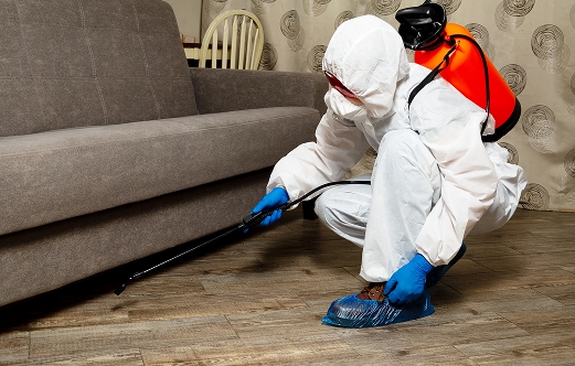 Early Detection: The Key to Effective Pest Control