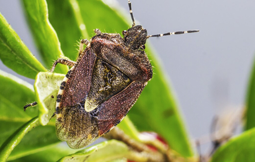 Modern Pest Control: Smarter, Safer, and More Sustainable
